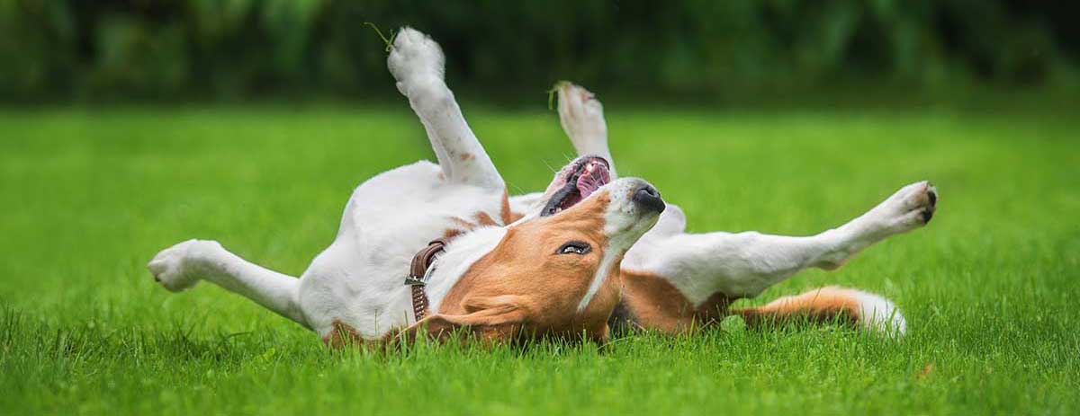 Dog rolling on lawn