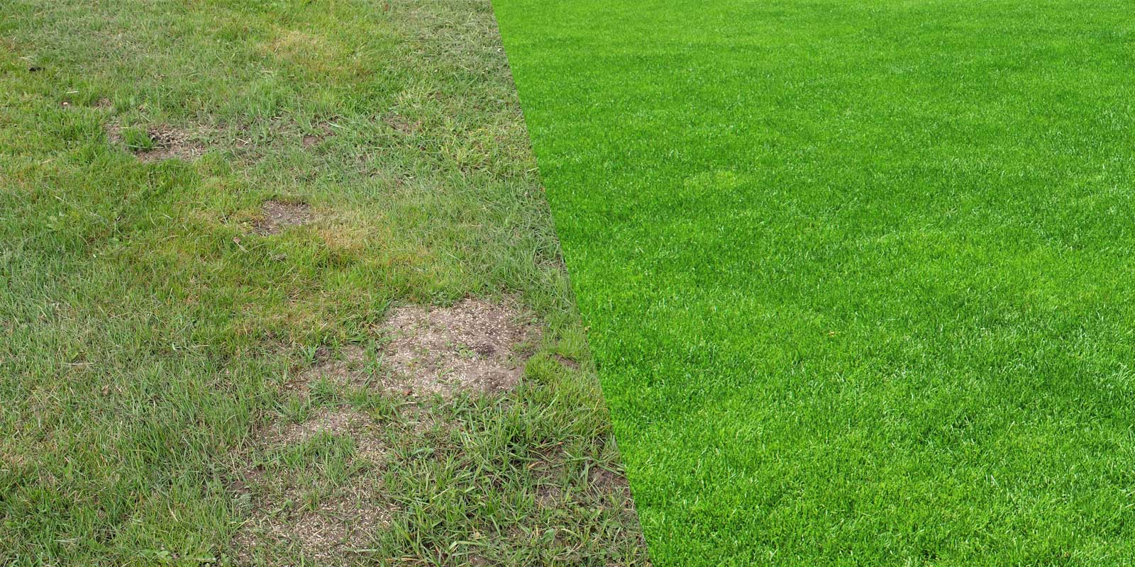Overseeding Before & After
