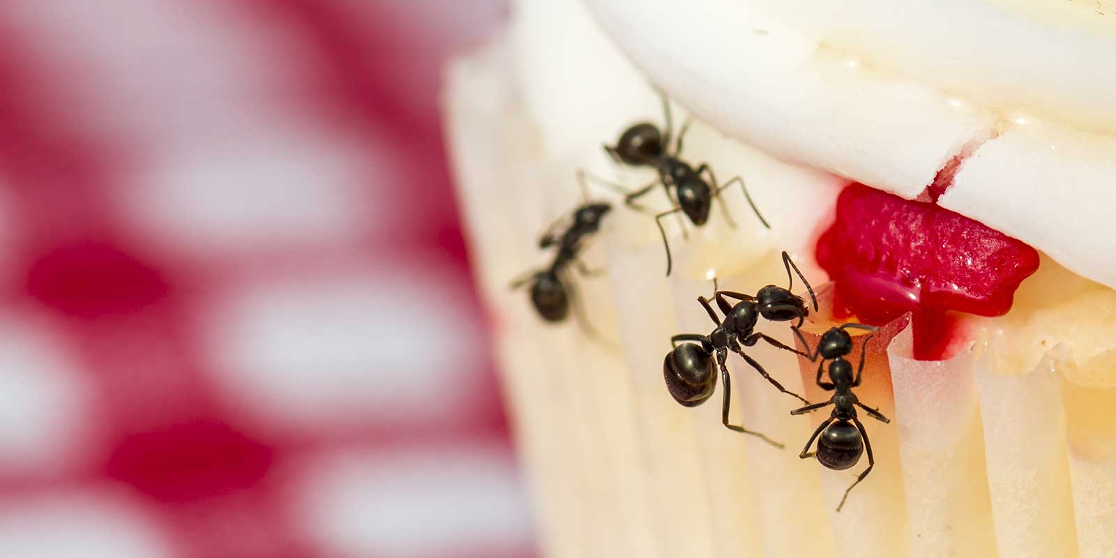Perimeter Pest Control - Ants on cupcake